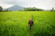 تصاویر دیدنی از برداشت برنج در گیلان