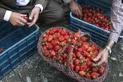 هورامان در آستانه جهانی شدن/ گزارش تصویری