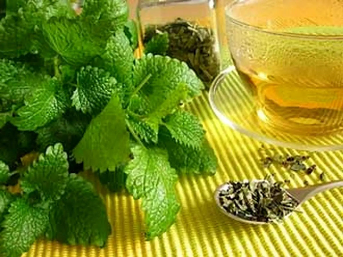 گیاهی برای رفع تبخال