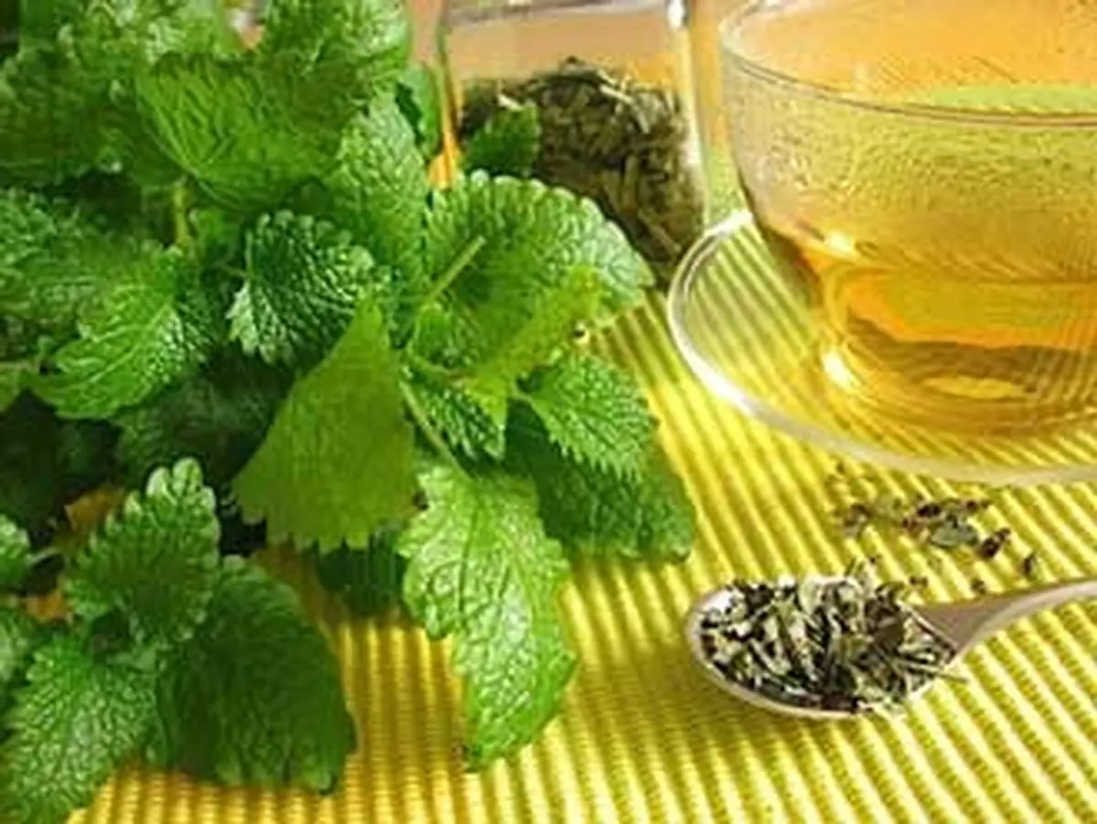 گیاهی برای رفع تبخال
