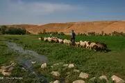 دام سالم، غذای سالم و انسان سالم شعار روز ملی دامپزشکی