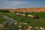 دام سالم، غذای سالم و انسان سالم شعار روز ملی دامپزشکی