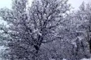 اولین برف زمستان ۹۳ تهران / تصاویر