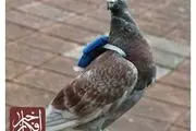 کبوتران زیبا در آتلیه!/ عکس
