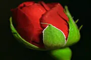 می خواهی بدانی در تو خیری هست یا نه؟