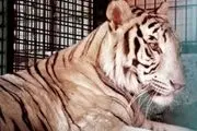 تکذیب خبر مرگ ۸ ببر در باغ‌وحش مشهد