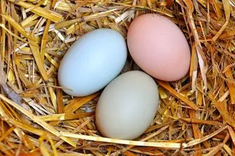 لیست انواع تخم مرغ و تخم پرندگان در بازار

