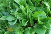 هرآنچه درباره گیاهان خانگی باید بدانید