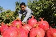 مروارید سرخ در دل کویر/ گزارش تصویری
