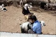 دامداری بشرویه در بحران شدید
