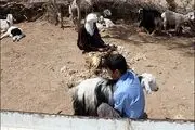 دامداری بشرویه در بحران شدید