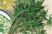 خواص ضدعفونی کننده گیاه مرزه + جزئیات