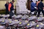 کاهش قیمت کنسرو ماهی تن با آغاز فصل برداشت