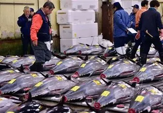 کاهش قیمت کنسرو ماهی تن با آغاز فصل برداشت