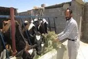 تحقق اقتصاد مقاومتی با پرورش دام سنگین در گرمه / تصاویر