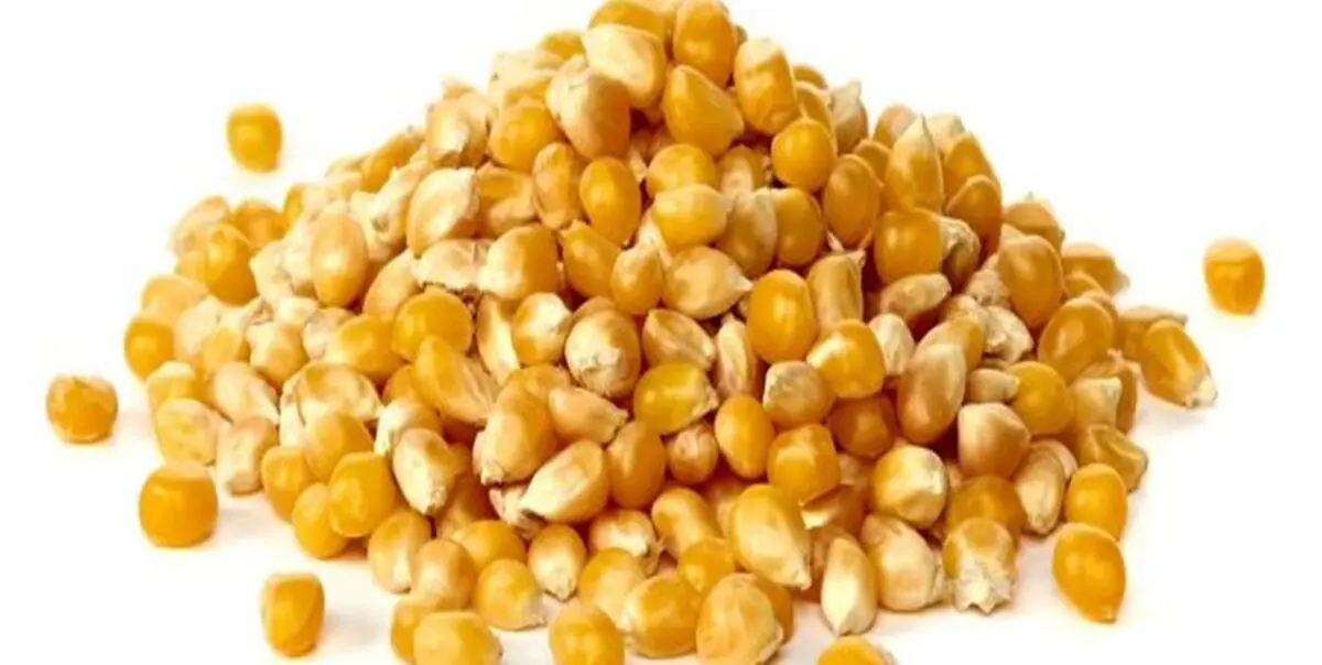 جداسازی ذرت‌های آلوده از کالاهای اساسی