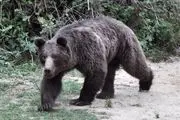 با خرس‌ها چشم در چشم نشوید