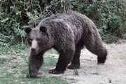 دعوای شکارچی‌ها/ عکس