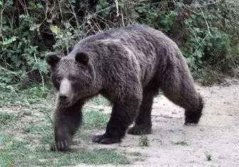 حمله خرس به دو کوهنورد در ایلام
