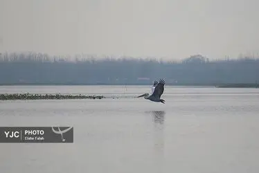 مهمانان زمستانی تالاب انزلی