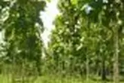 	2 هزار اصله نهال در روستاهای بخش مرکزی یزد کاشته شد