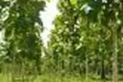 	2 هزار اصله نهال در روستاهای بخش مرکزی یزد کاشته شد