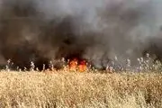 ادامه آتش سوزی مزارع گندم و جو سوریه 
