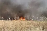 ۵ هکتار از اراضی کشاورزی سیروان بر اثر بی احتیاطی طعمه حریق شد
