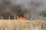 ادامه آتش سوزی مزارع گندم و جو سوریه 
