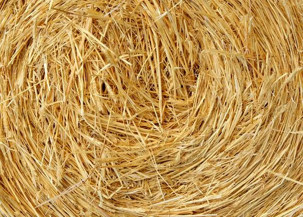 آخرین قیمت نهاده های دامی و کشاورزی در بازار