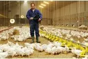 وزارت جهاد، برای تولید مرغ گوشتی فراخوان داد