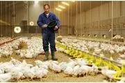 وزارت جهاد، برای تولید مرغ گوشتی فراخوان داد