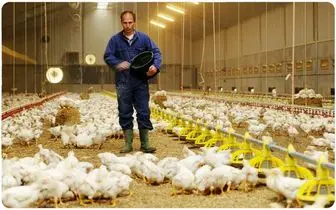 وزارت جهاد، برای تولید مرغ گوشتی فراخوان داد