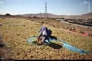 تصاویر زیبا از برداشت انگور