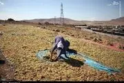 تصاویر زیبا از برداشت انگور