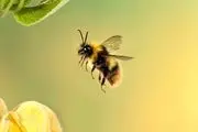 راه حل جدید محققان برای بحران زنبورهای عسل