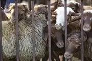 تولید بره ۲۰ درصد افزایش یافت
