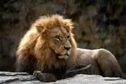 آب خوردن شیرها در شب‎/ عکس