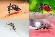 ۶ سؤال مهم و پرتکرار درباره تب دانگ
