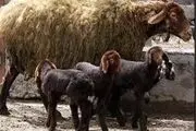تحولی عظیم در تولید دام سبک زنجان با اجرای طرح اقتصاد مقاومتی چندقلوزایی