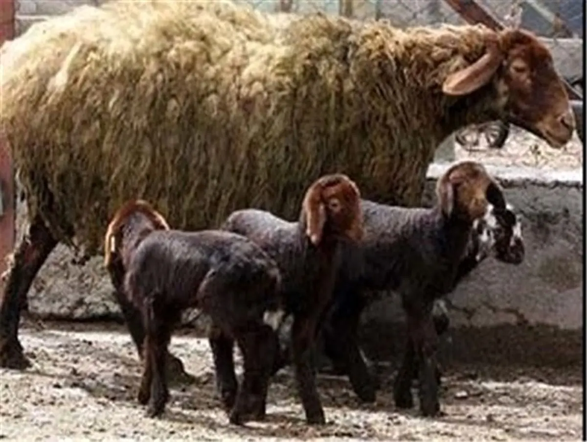تحولی عظیم در تولید دام سبک زنجان با اجرای طرح اقتصاد مقاومتی چندقلوزایی