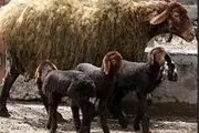 تحولی عظیم در تولید دام سبک زنجان با اجرای طرح اقتصاد مقاومتی چندقلوزایی