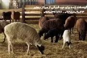 قیمت خرید گوسفند زنده و بره زنده برای عید قربان شهرداری تهران و کرج

