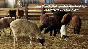 قیمت خرید گوسفند زنده و بره زنده برای عید قربان شهرداری تهران و کرج
