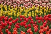 لاله های بهاری در بوستان دانشجو ارومیه / گزارش تصویری