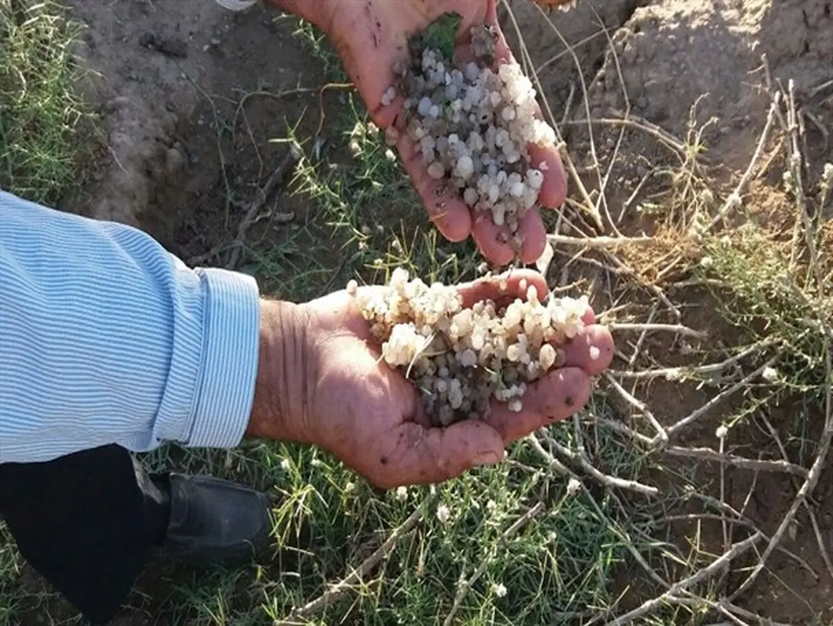 خسارت 42 میلیارد ریالی تگرگ به باغات خلیل آباد