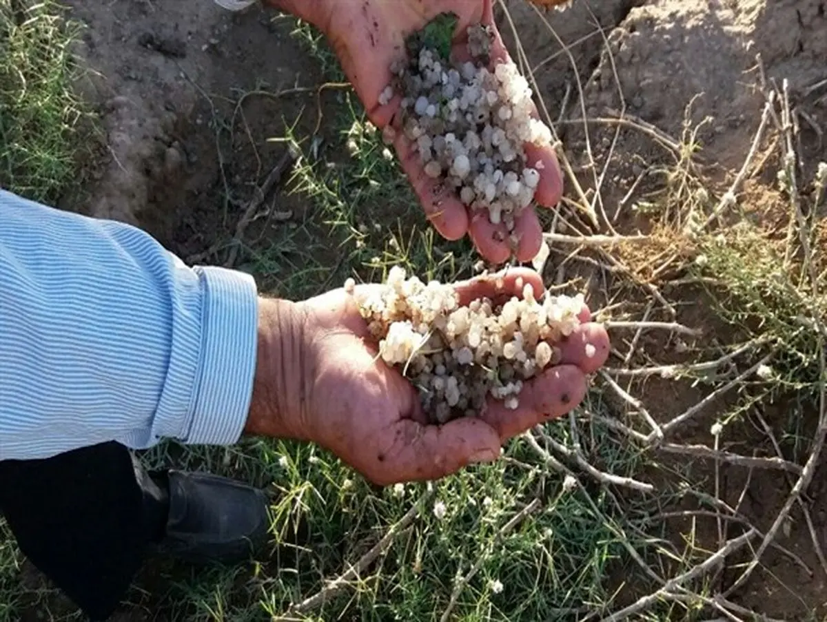 خسارت 42 میلیارد ریالی تگرگ به باغات خلیل آباد