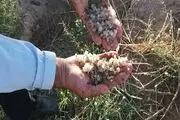 خسارت 42 میلیارد ریالی تگرگ به باغات خلیل آباد