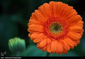 n00335582-r-b-000