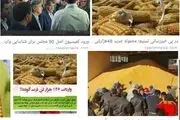 ترخیص ۳۴۰ هزار تن ذرت برزیلی بدون گواهی استاندارد مبدا از 